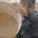 pouring grain